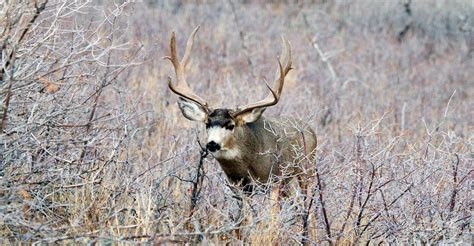 utah hunting odds|Never Stop Hunting – A research tool for western .